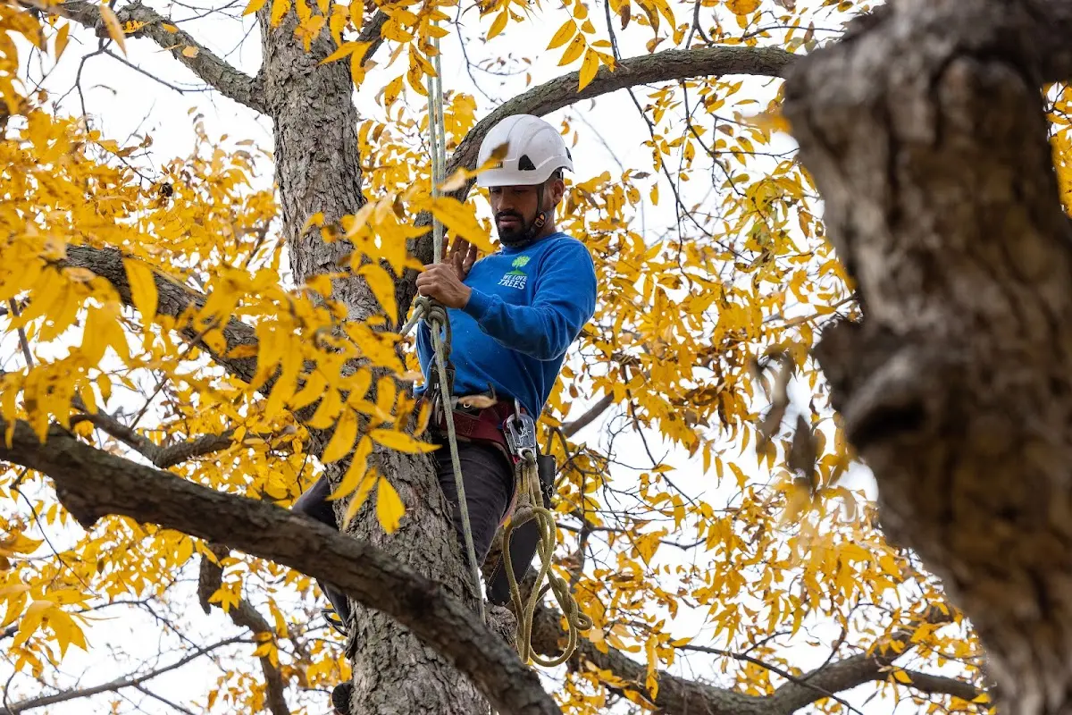 Skilled Tree Planting crew working in Higginsville