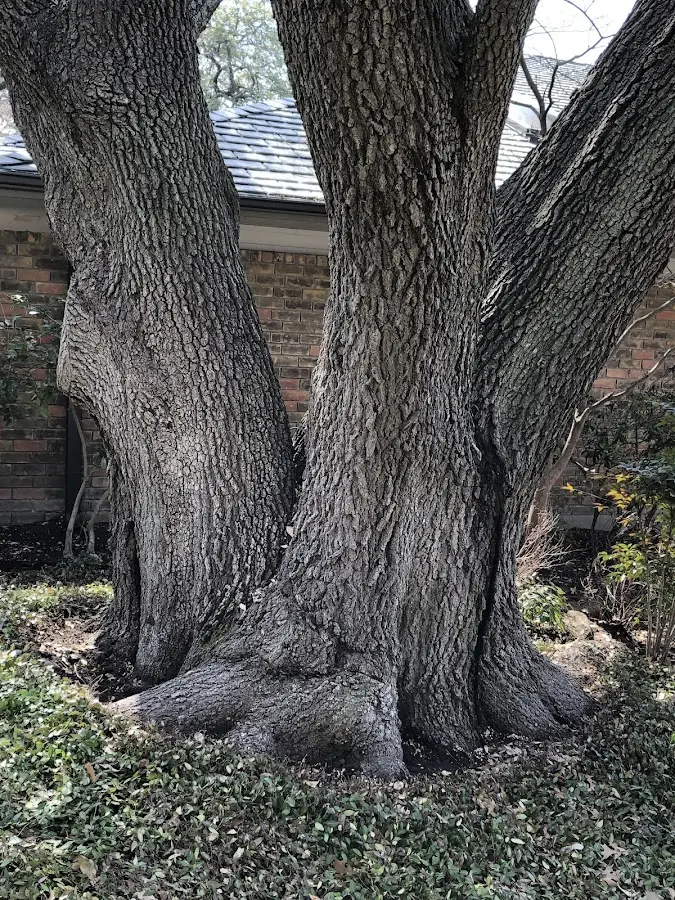 Mature heritage tree close to a Higginsville property cared for by certified arborists